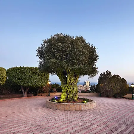 Olive Tree Apartment