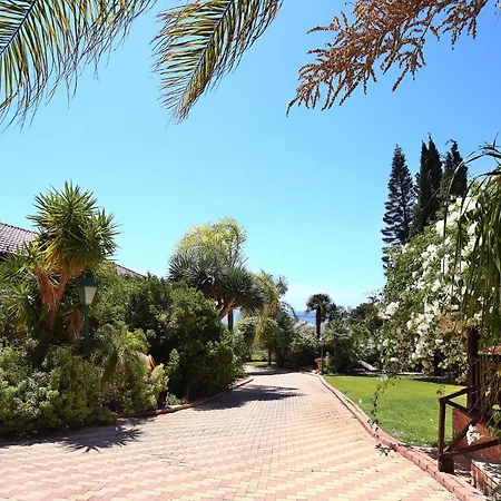 Olive Tree * Limassol